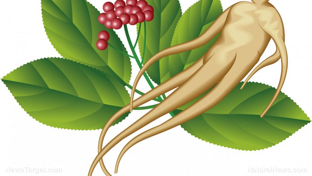 Ginseng.jpg