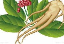 Ginseng extracts found to prevent obesity
