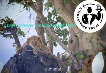 3 Days Authentic Tanzania Budget Safari