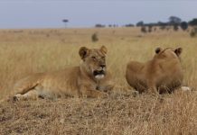 #LOuvertureTravels in Partnership With #GosheniSafariAdventures