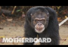 The Real Planet of the Apes (Documentary)