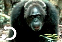 Most Brutal Chimpanzee Society Ever Discovered | Rise of the Warrior Apes