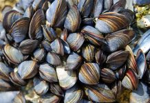 Ocean pollution threatens food supply: British mussels found to be full of microplastics