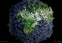 Fears of a new deadly PLAGUE growing, as Malawi becomes latest African nation on alert