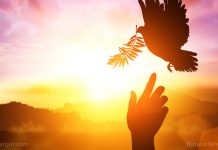 57 things I’m thankful for, including YOU – Health Ranger – NaturalNews.com