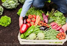 Growing vegetables in your own yard now confirmed as a criminal offense by Florida courts… INSANITY is now LAW – NaturalNews.com