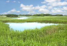“Browning” of the world’s waterways may be due to conventional farming practices rather than “extra” rainfall claimed by climate alarmists