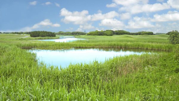 Grass-Field-Wild-Country-Lake-Pond-River-e1513347218257.jpg