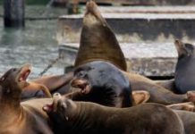 Sea lion attacks swimmer in San Francisco Bay