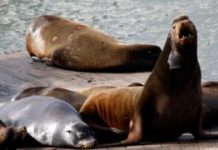 San Francisco Aquatic Park shut over ‘aggressive’ sea lions