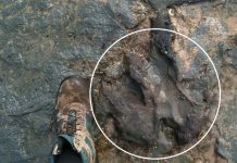 Vandals destroy dinosaur footprint at national park