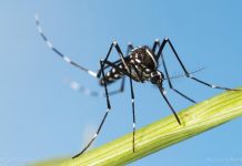 Humans have created a MONSTER MOSQUITO that can now RESIST the pesticides meant to kill them – NaturalNews.com