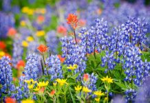 Higher carbon dioxide levels in the atmosphere linked to more flowers blooming in tropical forests – NaturalNews.com