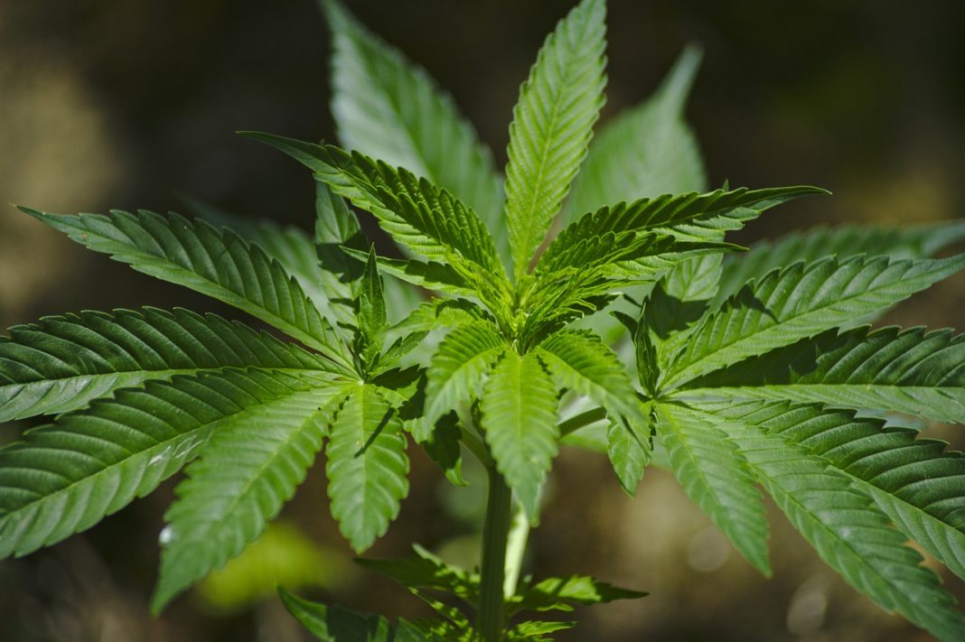 cannabis1.jpg
