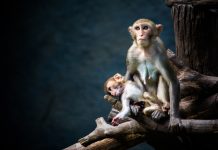 Fire at safari park kills 13 monkeys