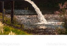 Green leafy vegetables irrigated with wastewater may contain high levels of toxic heavy metals – NaturalNews.com