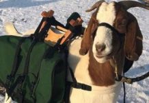Oregon golf course enlists goat caddies