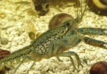 New crayfish that doesn’t need males to mate becomes all-powerful