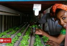 Nigeria's soil-free salad farm