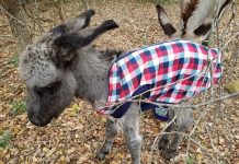 Censorship RAMPAGE spins out of control as YouTube bans videos about donkeys, chickens and home gardening – NaturalNews.com