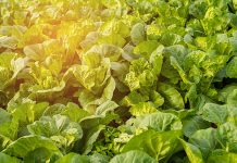 Does stir-frying veggies destroy their nutrition? Not according to the latest scientific analysis