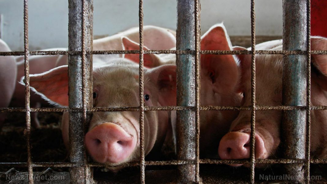 Pigs-Swine-In-Cage.jpg