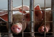 PUTRID MEAT: Filthy conditions uncovered in pig and chicken meat plants