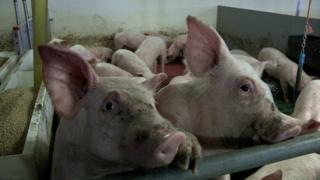 88735127_pig4.jpg