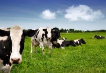 Biotech industry trying to eliminate all FDA regulation of genetically edited ranch animals by shifting authority to the USDA, which has totally sold out to Monsanto
