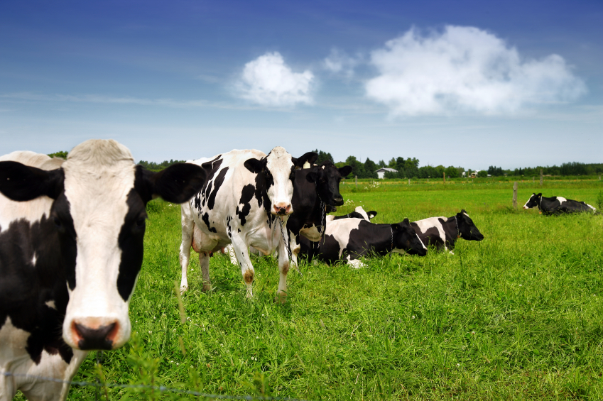 Cows-Pasture-Grass-1.jpg