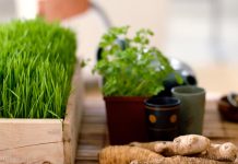 Herbs to help you age gracefully: Support for the brain, heart, digestion, and more