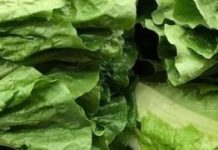 Nearly 100 US people sick in lettuce-linked E. coli outbreak