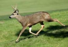 Reward offered over live Oregon deer found shot with arrows