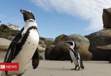 Africa's week in pictures: 20-26 April 2018