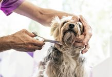 In wake of dog deaths, New Jersey might license groomers