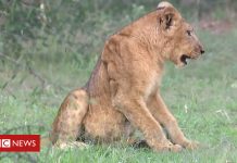 Lions are being poisoned in Uganda's National Park