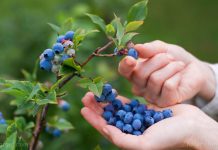 Eating a cup of blueberries a day protects you against heart disease and cancer, scientists discover
