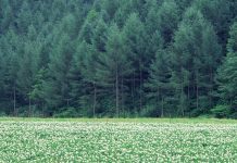 Scientists warn environmental pollution has affected us mentally… people becoming depressed because of "nature deficiency"