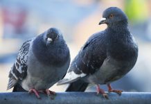 Homeless man gets OK to sue Los Angeles for euthanizing his pet pigeons