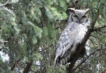 Canada protects largest coniferous forest in the world