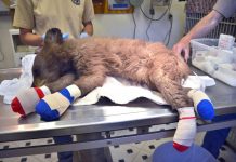 Bear cub with burnt paws rescued from raging wildfires