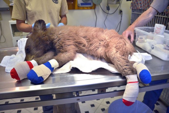 Bear-cub-with-burnt-paws-rescued-from-raging-wildfires.jpg