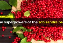 The super powers of the schizandra berry