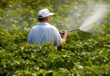 Even low-level exposure to pesticides increases your risk of Parkinson’s – NaturalNews.com