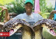 What's behind Caster Semenya's victory cobra pose?