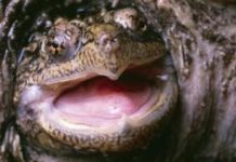 US teacher ‘who fed sick puppy to snapping turtle’ charged