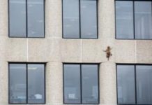 Minnesota raccoon hailed as hero after skyscraper climb