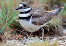 Ottawa Bluesfest preparations obstructed by nesting bird