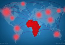 Scientists aim to predict the next Ebola outbreak by tracking the migration patterns of BATS