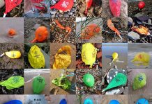 Environmental activists compile images of McDonald’s balloons washing up on coastlines around the world – NaturalNews.com